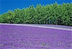 Lavender Flower Garden Nakafurano, Hokkaido, Japan