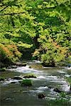 Vue panoramique du ruisseau Oirase, préfecture d'Aomori, Japon