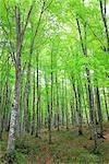 View of Tree Trunk in Forest