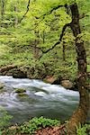 Malerischer Blick auf Oirase Stream, Präfektur Aomori, Japan