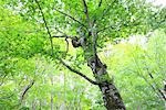 Affichage de l'arbre et les Branches dans la préfecture d'Aomori, Japon