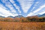 Vue du champ Okunikko dans la préfecture de Tochigi, Japon