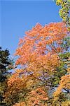 Herbstliche Blätter gegen blauen Himmel