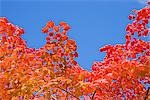 Rote herbstlichen Blätter gegen blauen Himmel