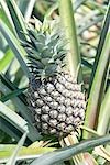Pineapple Fields in Japan,Okinawa Prefecture
