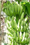 Bouquet de bananes vertes sur l'arbre