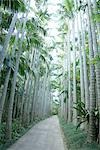 Pathway with Coconut Palm Trees at Okinawa Prefecture, Japan