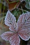 Hoarfrost on Plant