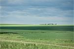 View of Open Field in Alberta, Canada