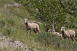 Bighorn Sheep Grazing