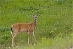 Deer au Canadian Rockies, Alberta, Canada