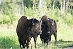 Bosin im Elk Island National Park, Edmonton, Kanada