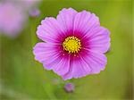 Pink Cosmos Flower Blooming