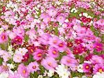 Bereich der Cosmos Blumen in Nabanano Dorf, Japan