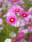 Bereich der Cosmos Blumen