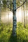 Sunlight in forest of birch trees