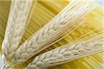 Close-up of wheat stalks and uncooked spaghetti