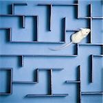 Close-up of a mouse in a maze