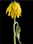 Close-up of a dying sunflower