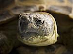 Tortoise with head in shell