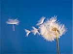 Detailed view of dandelion seed with blue sky