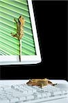 Computer monitor with lizards