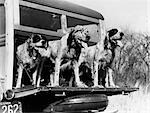 1930s 1940s SETTER HUNTING DOGS ON BACK OF WOODIE STATION WAGON