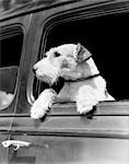 PROFILE PORTRAIT OF WIRE HAIRED TERRIER DOG IN CAR WINDOW