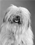 ANNÉES 1960 PORTRAIT DE CHIEN DE BERGER ANGLAIS AVEC CHEVEUX COUVRANT YEUX & LANGUE À PEINE TRAÎNER