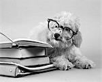 FUZZY POODLE WHITE WEARING HUMAN EYE GLASSES SITTING BESIDE A PILE OF BOOKS READ STUDY EDUCATION KNOWLEDGE