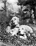 1920s TWO SWEET ENGLISH SETTERS LAYING IN GRASS