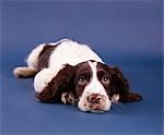 SPRINGER SPANIEL DOG PUPPY LAYING DOWN AND LOOKING UP