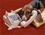 1960s HOUND DOG WEARING EYEGLASSES TALKING ON THE TELEPHONE