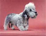 1950s DANDIE DINMONT TERRIER 2 YEARS OLD SALISMORE PEASHOOTER RAGLAND