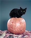 1950s UNLUCKY BLACK CAT SITTING ON TOP OF JACK O LANTERN CARVED PUMPKIN AMONG AUTUMN LEAVES