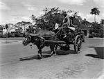 ANNÉES 1930 DEUX HOMMES INDIGÈNES À CHEVAL SUR UN BUFFLE CHARGÉ DU PANIER MANILA PHILIPPINES