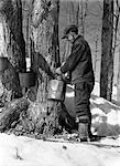 DREIßIGER JAHRE VIERZIGER JAHRE MANN TAPPING AHORNZUCKER BÄUME IN MAINE