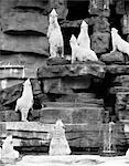 1960s GROUP OF POLAR BEARS STANDING ON VARIOUS TIERS OF ROCKS WITH BACKS TO CAMERA LOOKING UPWARD