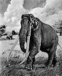 DRAWING OF WOOLY MAMMOTH WITH LONG TUSKS AND TRUNK WITH A BEAR IN BACKGROUND