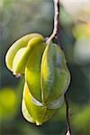 Star Fruit, Ubon Ratchathani, Thailand