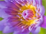 Water Lily, Ubon Ratchathani, Thailand