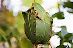 Weaver Ants Building Nest from Mango Leaves, Ubon Ratchathani, Thailand