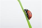 Seven-spotted Ladybug on a Blade of Grass