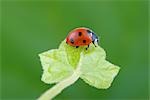 Seven-spotted Ladybug on an Ivy Leaf