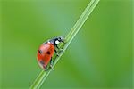 Seven-spotted Ladybug on a Blade of Grass