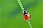 Seven-spotted Ladybug on a Blade of Grass