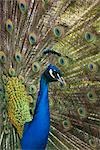 Portrait of Male Indian Peacock