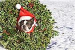 Boston Terrier Hund trägt ein Weihnachtskranz