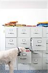 Poodle wearing necktie sniffing open drawer of file cabinet