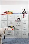 Poodle with two Boston Terriers sitting in and on top of file cabinet